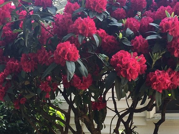 Mature flowering trees 