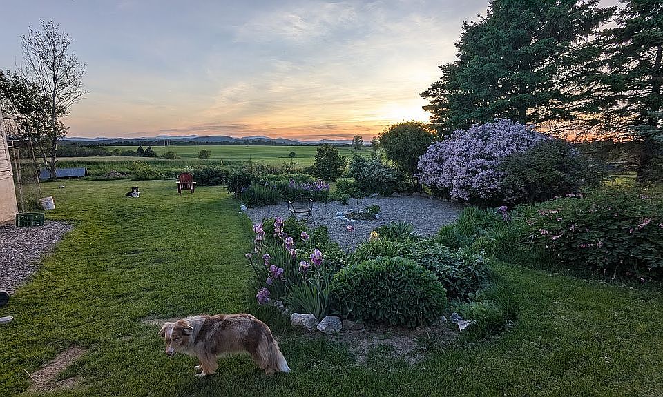 Back yard views