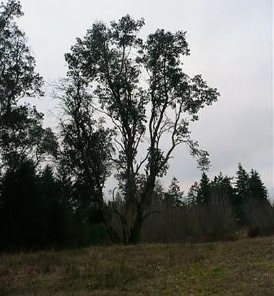 4th image of 8615 66th Ave NW
