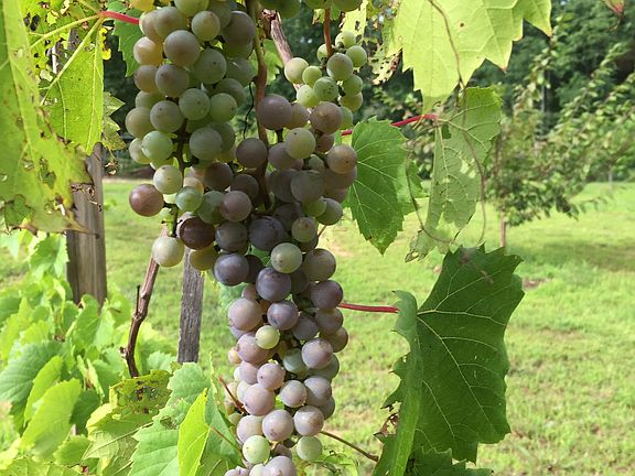 One variety of grapes