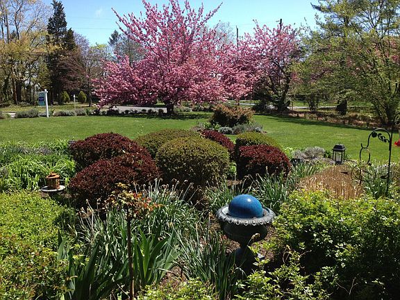 3 mature Cherry trees