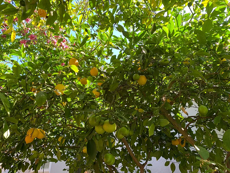 Mature lemon and orange trees provide fresh seasonal fruit