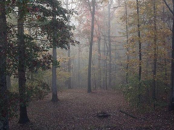 Foggy fall morning