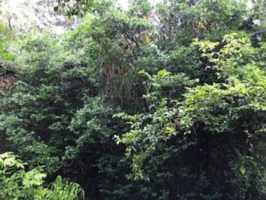 3rd image of LOT 706 Lot 706