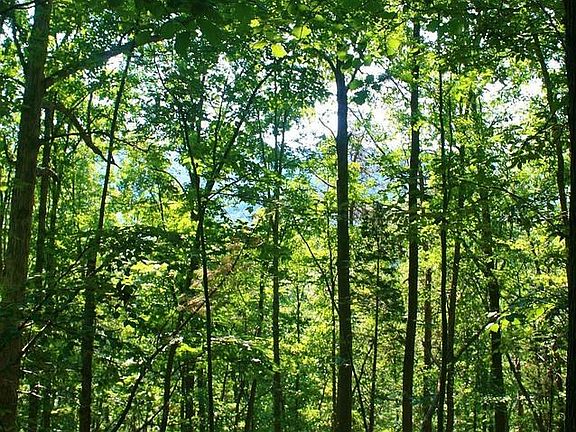 FILLED WITH MATURE HARDWOOD TREES