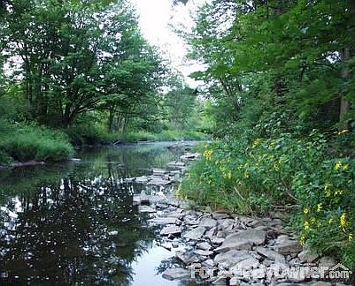 Dill Creek in Summer
