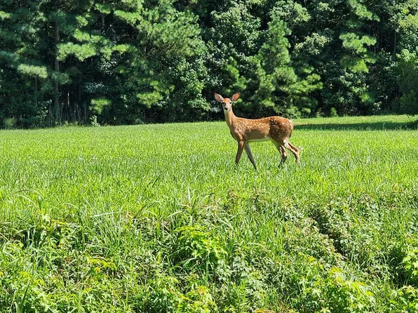 LOT 3 Peaceful Lakes Dr, Exmore, VA 23350