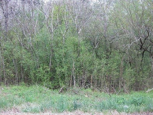 1st image of Red Bud Dr