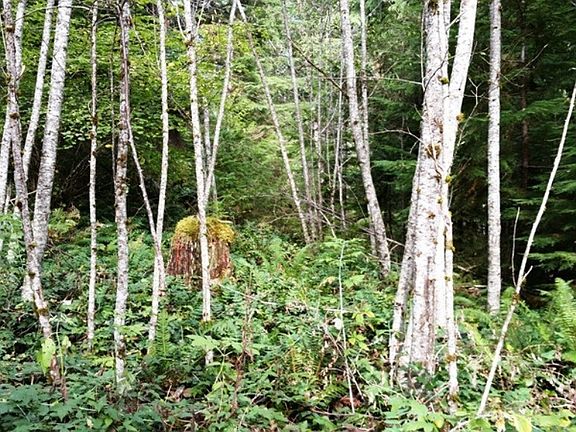 3rd image of 0 Timberline Point Dr