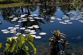 Near By Botanical Garden