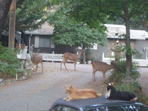 Deer that mosey through daily