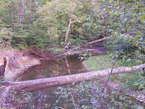 Trout Stream