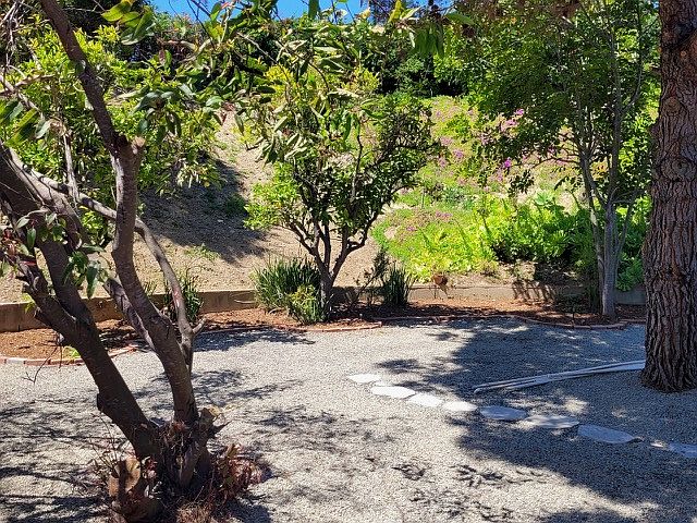 Private back yard