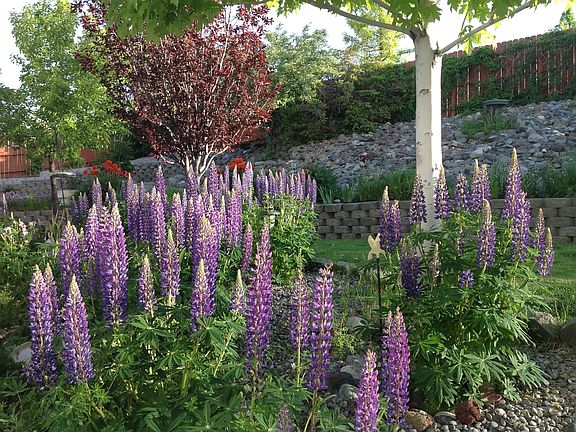 Gardens off the Patio Gazebo