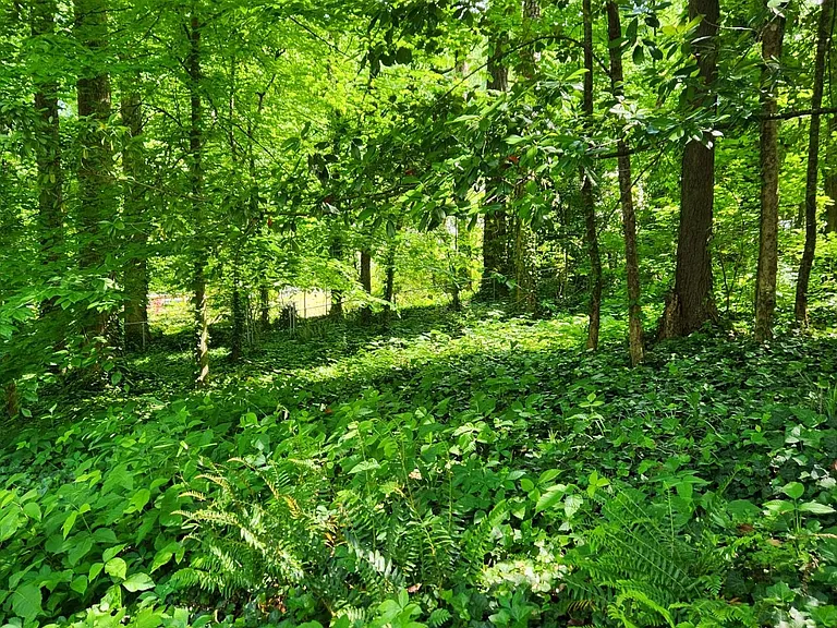 large shaded backyard