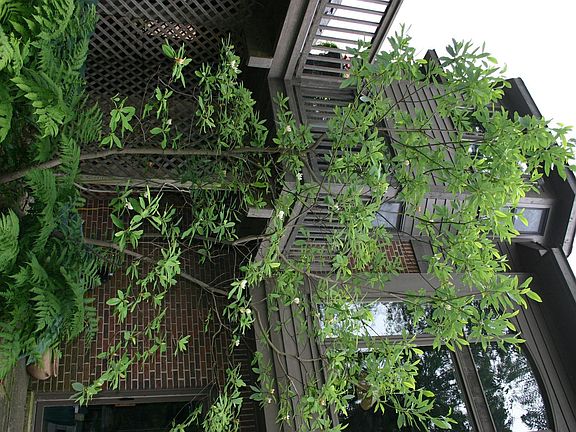 Rear of Home