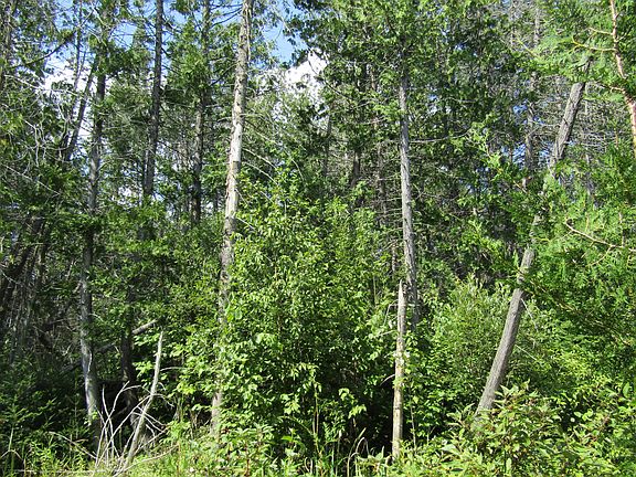5th image of 6925 Black Bear Hwy