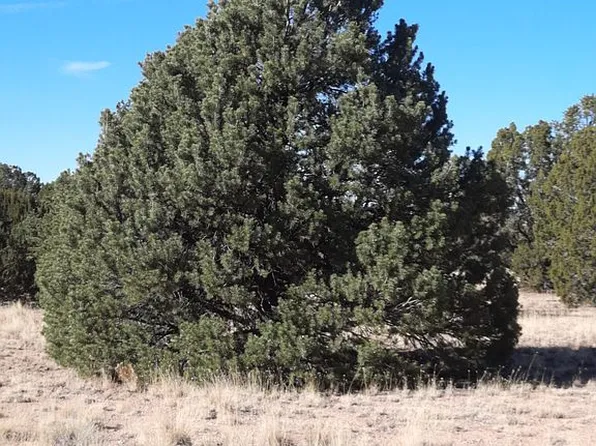 3652 S Noble Dr, Williams, AZ 86046