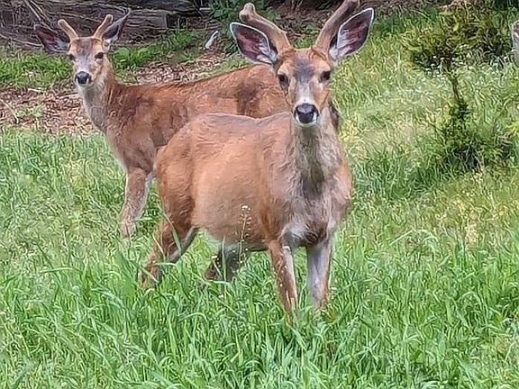 3rd image of LOT 9 Mountain Rd