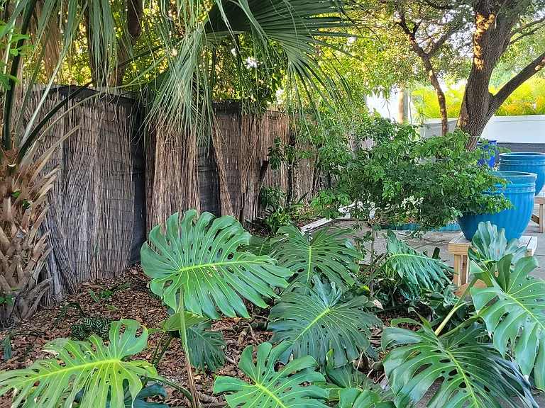Back yard