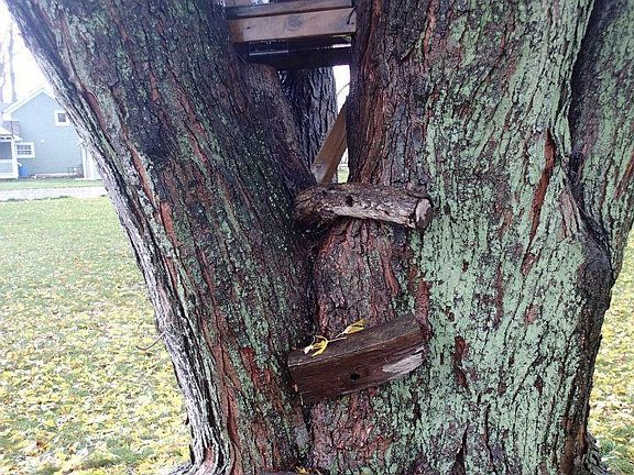 Treehouse in backyard