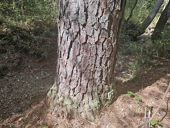 Large, old growth pine on the western portion of the property.
