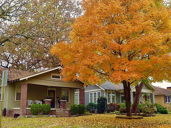 Sugar Maple Tree