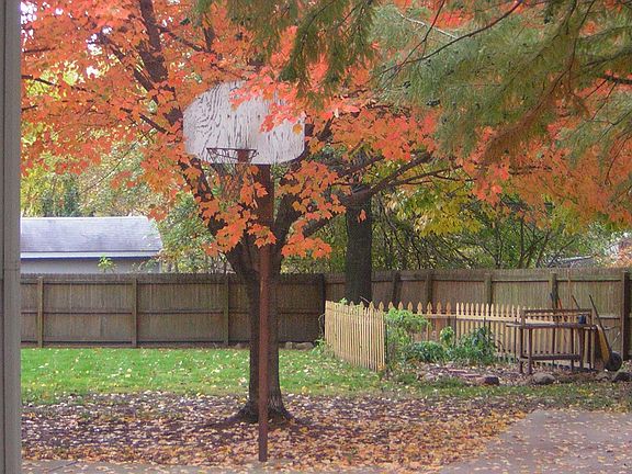 Red Maple in back yard near the garden.