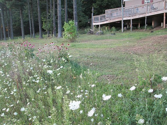 Front of home, wildfflowers