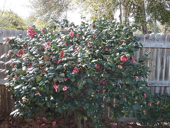 Camelia