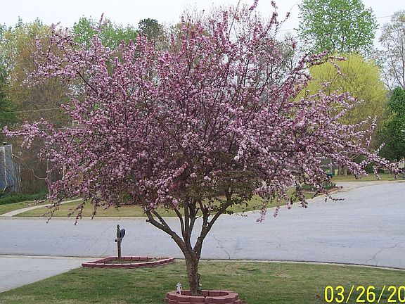 beautiful tree in spring!