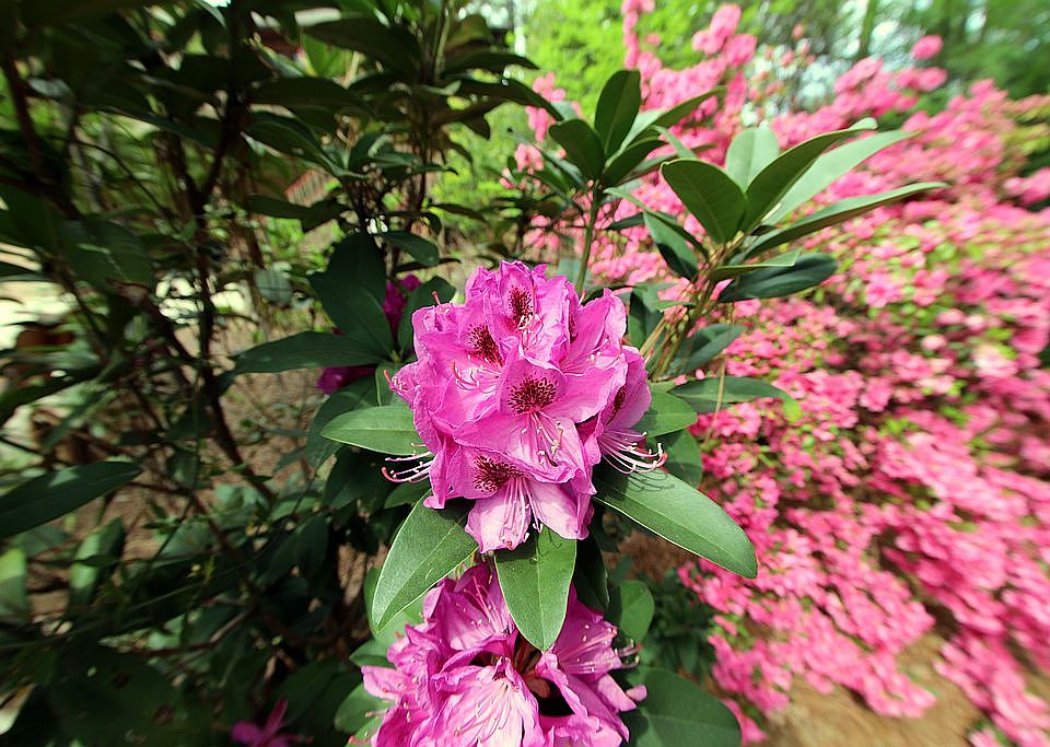 Flora and Fauna
