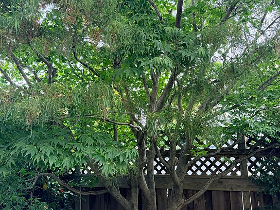 Exquisite hybrid maple tree with a mixture of spider leaves and star-like leaves