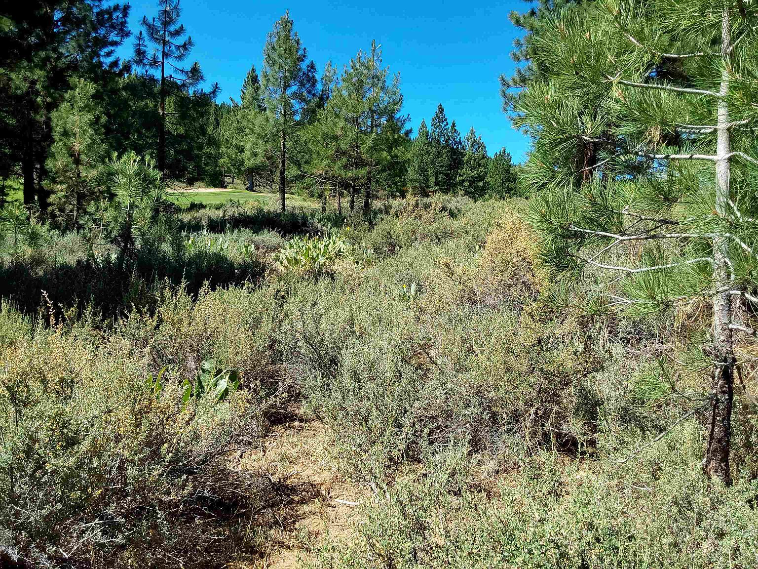 1175 Great Spirit #16