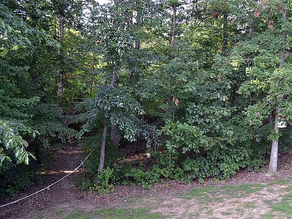 Trees in back
