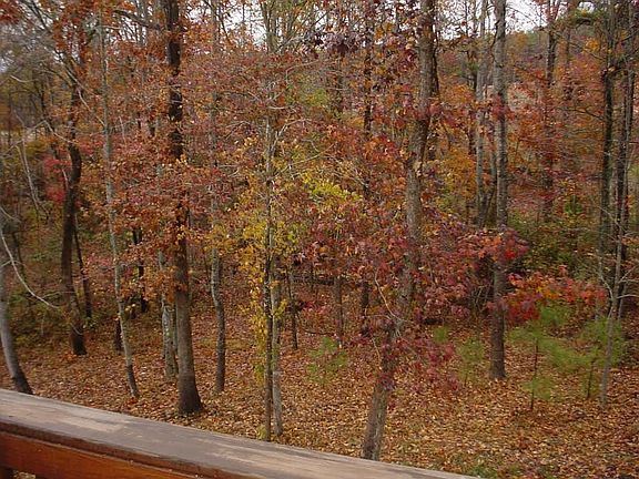 Lush trees in backyard