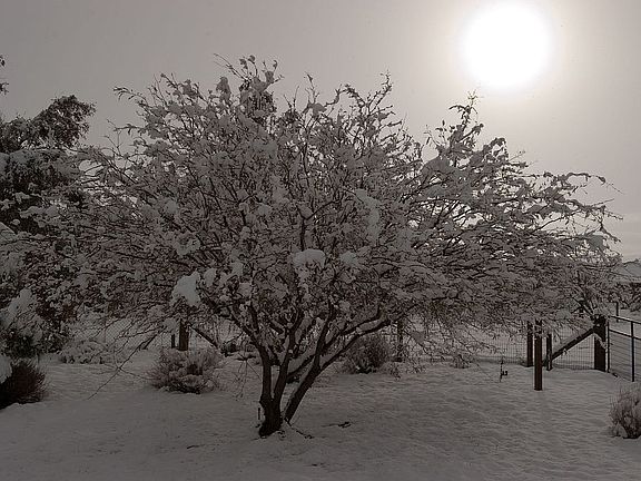 Snow in Ridgecrest 2011
