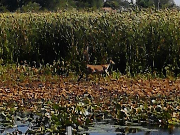 Our bay, with lots of deer roaming