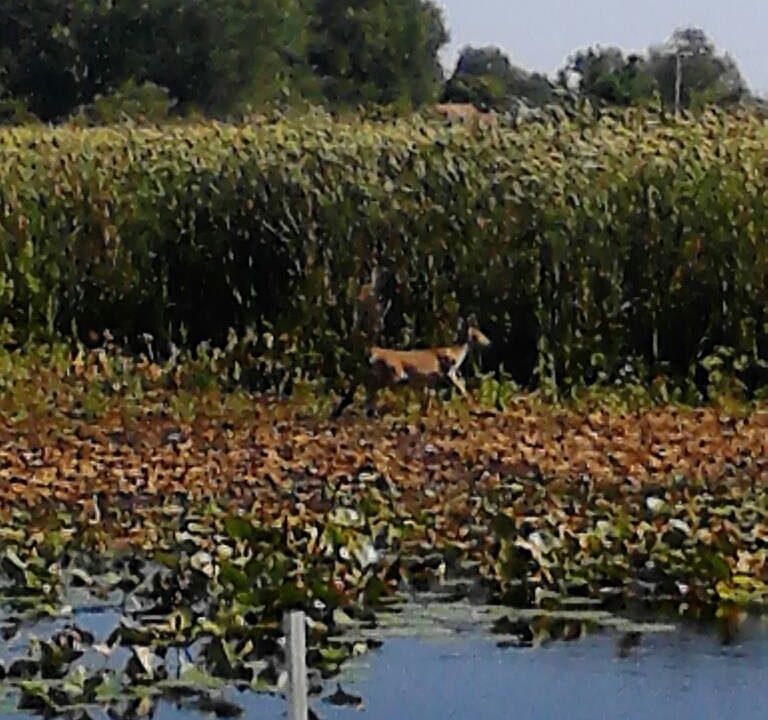 Our bay, with lots of deer roaming