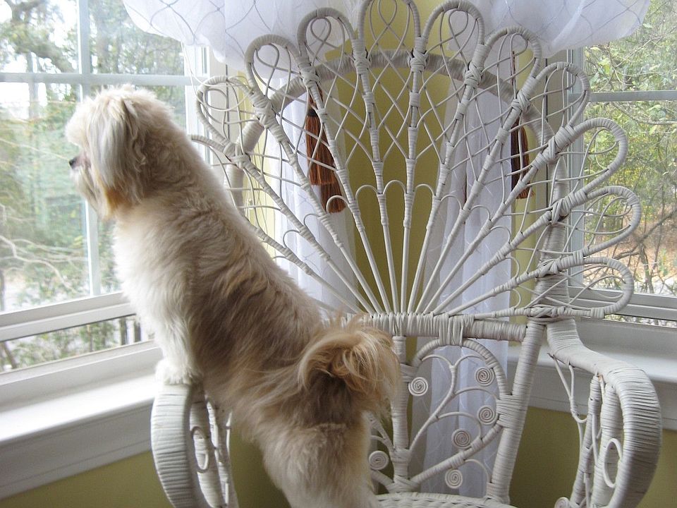 Bedroom windows