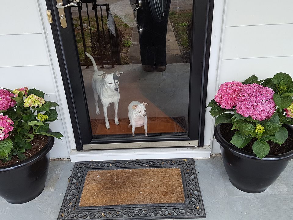 Front Porch with Ring doorbell, Pets welcome! Any dog over 40lbs would need to have a meet and greet. Some breeds restricted.