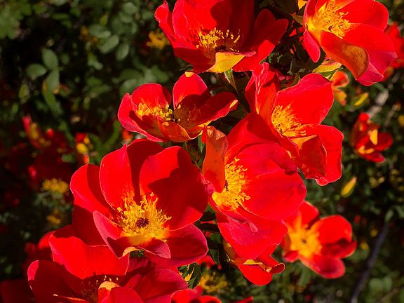 Rosebush in late spring.