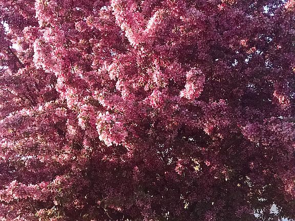 Front yard in spring!