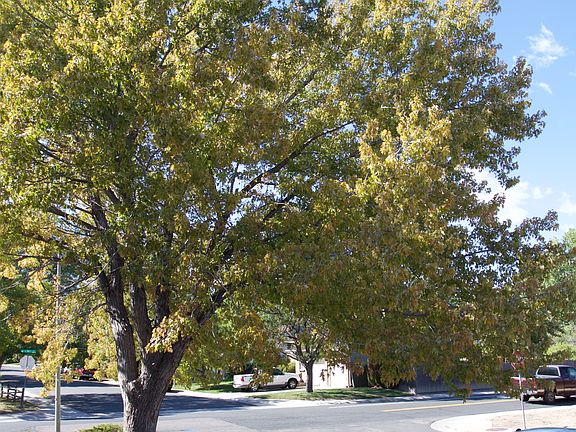 Beatiful, mature maple tree
