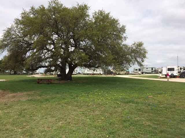 Beautiful Large Live Oak Tree