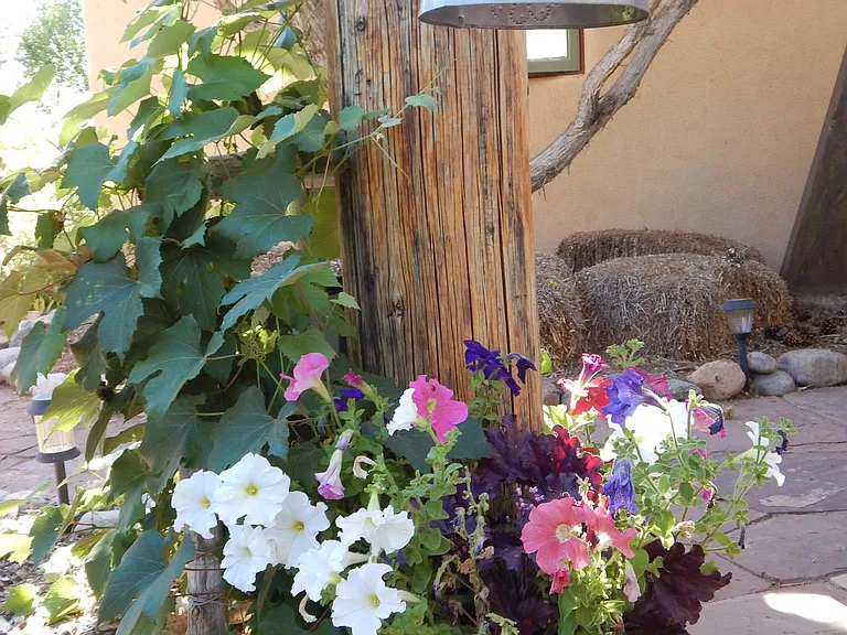 Patio flowers