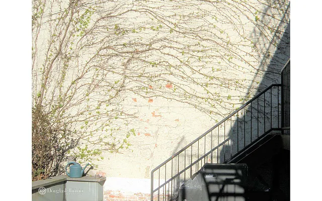 Rented by Douglas Elliman | media 39