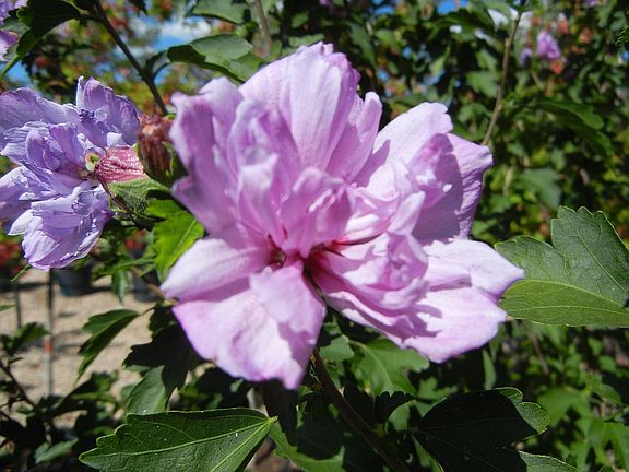 Rose of sharon by deck