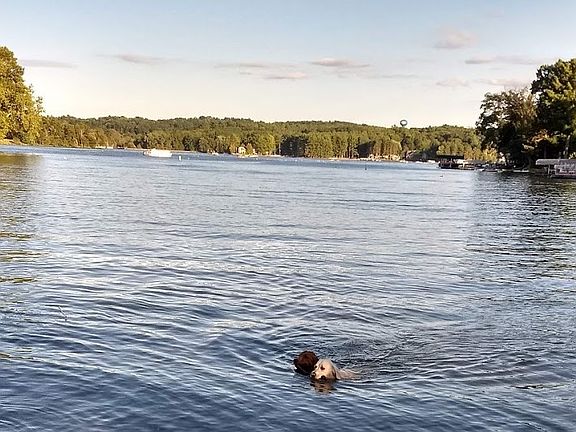 Swim your dogs in the lake..