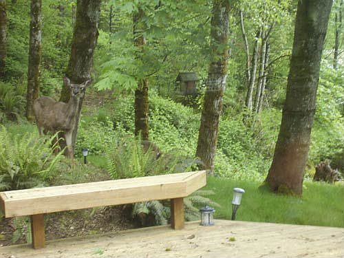 Deer at the Deck
